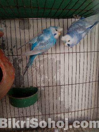 বাজিগার ক্রেস্টেড